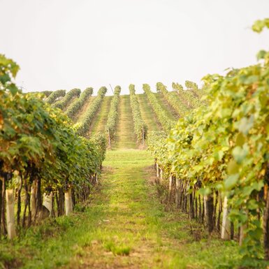 Weinlese beim Nussböckgut aus Oberösterreich | © Urlaub am Bauernhof Oberösterreich / Alexander Hölz Weinlese beim Nussböckgut | © Urlaub am Bauernhof Oberösterreich / Alexander Hölz