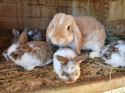Tiere am Kinderparadies Bachbauer, St. Lorenz | © Urlaub am Bauernhof Oberösterreich / Spielberger