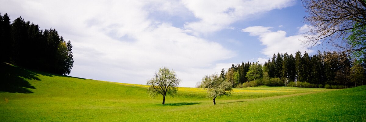 Sommerliche Hügellandschaft im Mühlviertel | © Urlaub am Bauernhof Oberösterreich / Daniel Gollner