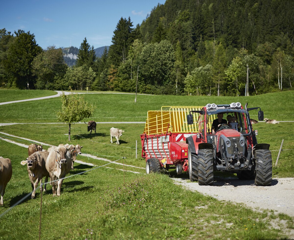 Aktive Landwirtschaft beim Biohof Dansbach | © Urlaub am Bauernhof / Alexander Kaiser Traktor und Kühe | © Urlaub am Bauernhof / Alexander Kaiser