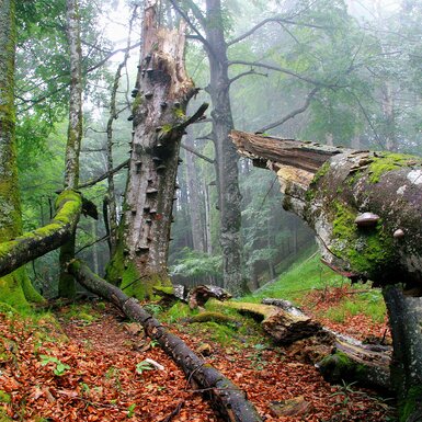 Alte Buchenwälder UNESCO Welterbe im Nationalpark Kalkalpen | © Oberösterreich Tourismus GmbH / Erich Mayrhofer Alte Buchenwälder UNESCO Welterbe im Nationalpark Kalkalpen | © Oberösterreich Tourismus GmbH / Erich Mayrhofer