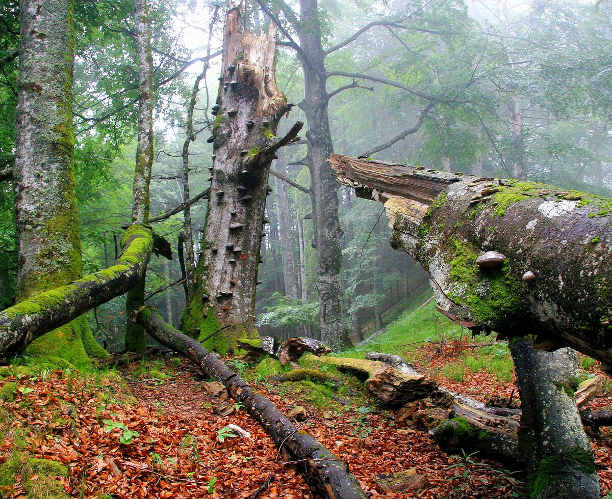 Alte Buchenwälder UNESCO Welterbe im Nationalpark Kalkalpen | © Oberösterreich Tourismus GmbH / Erich Mayrhofer Alte Buchenwälder UNESCO Welterbe im Nationalpark Kalkalpen | © Oberösterreich Tourismus GmbH / Erich Mayrhofer