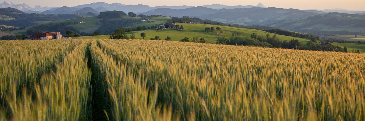 Getreidefeld im Abendlicht mit Bergpanorama im Hintergrund, Nationalparkregion Kalkalpen | © Urlaub am Bauernhof Oberösterreich / Michael Leitner