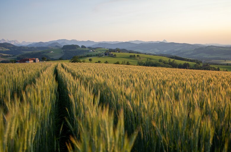 Getreidefeld im Abendlicht mit Bergpanorama im Hintergrund, Nationalparkregion Kalkalpen | © Urlaub am Bauernhof Oberösterreich / Michael Leitner