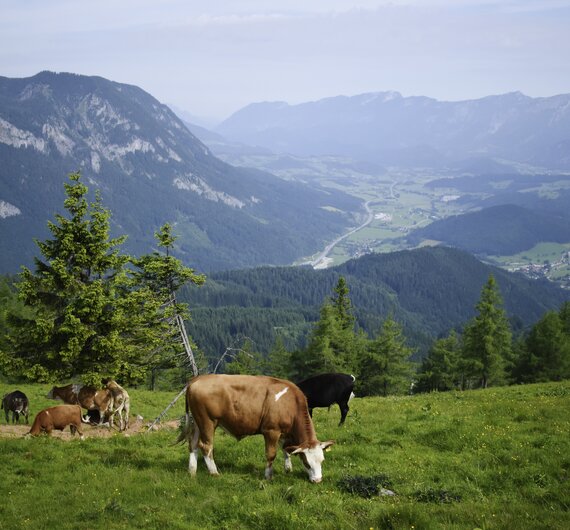 Kühe grasen auf der Almwiese mit Blick in das Tal und auf die Berge der Nationalparkregion Kalkalpen | © Urlaub am Bauernhof Oberösterreich / Harald Puchegger