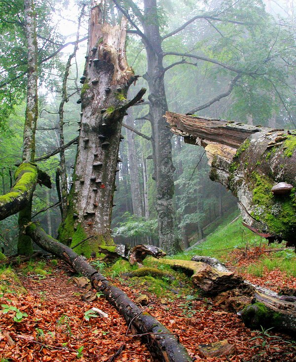 Alte Buchenwälder UNESCO Welterbe im Nationalpark Kalkalpen | © Oberösterreich Tourismus GmbH / Erich Mayrhofer Alte Buchenwälder UNESCO Welterbe im Nationalpark Kalkalpen | © Oberösterreich Tourismus GmbH / Erich Mayrhofer
