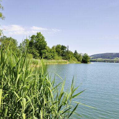 Irrsee | © Urlaub am Bauernhof Oberösterreich / Harald Puchegger Blick durch den Schilf auf den Irrsee, Salzkammergut | © Urlaub am Bauernhof Oberösterreich / Harald Puchegger