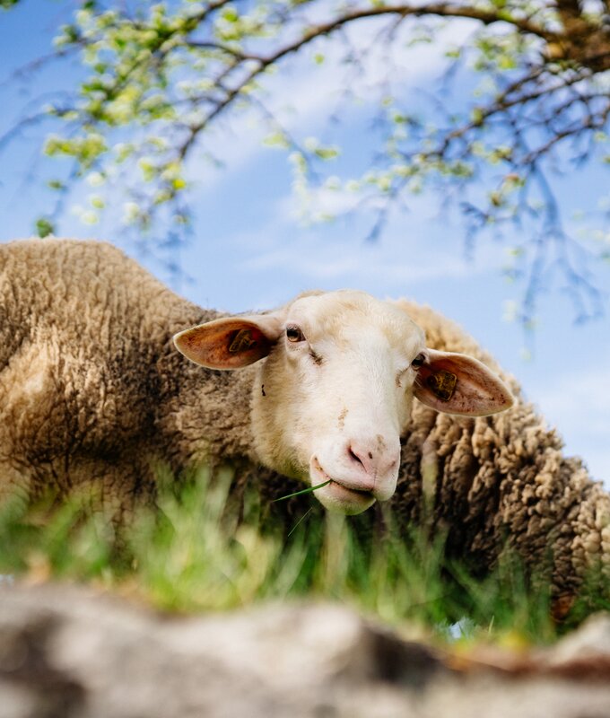 Nahaufnahme eines Schafes beim Grasen | © Urlaub am Bauernhof Oberösterreich / Daniel Gollner