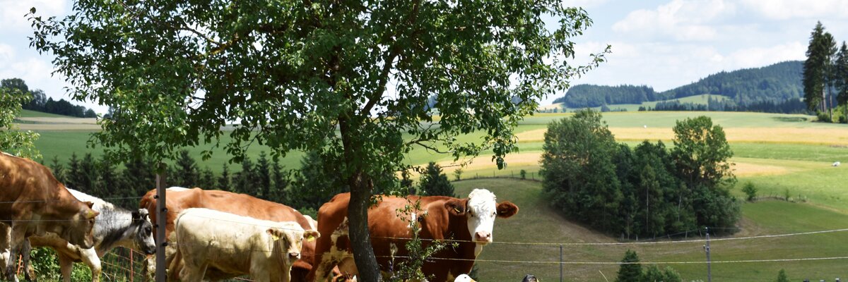Enten überqueren die Straße vor einer Kuhherde | © Urlaub am Bauernhof Oberösterreich  Harald Puchegger