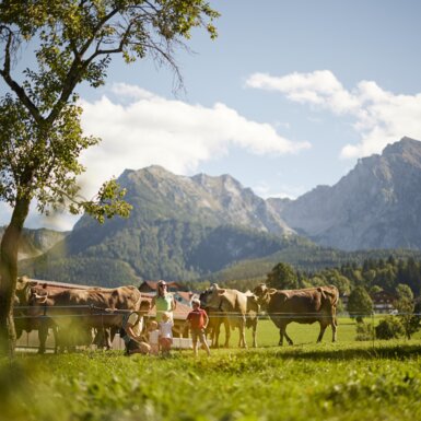 Kühe auf der Weide in der Nationalparkregion Kalkalpen | © Urlaub am Bauernhof Oberösterreich / Alexander Kaiser