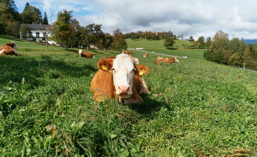 Kuh liegt entspannt auf der Weide und blickt in die Kamera | © Urlaub am Bauernhof Oberösterreich / Daniel Gollner