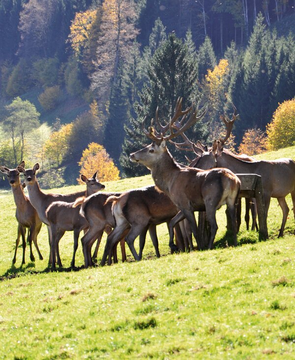 Rotwild | © Urlaub am Bauernhof Oberösterreich / Harald Puchegger Rotwild | © Urlaub am Bauernhof Oberösterreich / Harald Puchegger