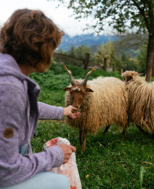 Bäuerin mit Zackelschafen | © Urlaub am Bauernhof Oberösterreich / Daniel Gollner Bäuerin mit Zackelschafen | © Urlaub am Bauernhof Oberösterreich / Daniel Gollner