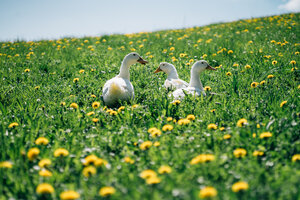 Drei weiße Enten in einem grünen Wiesenfeld voller gelber Blumen. Eine ruhige und friedliche ländliche Szene. | © Urlaub am Bauernhof / Daniel Gollner 