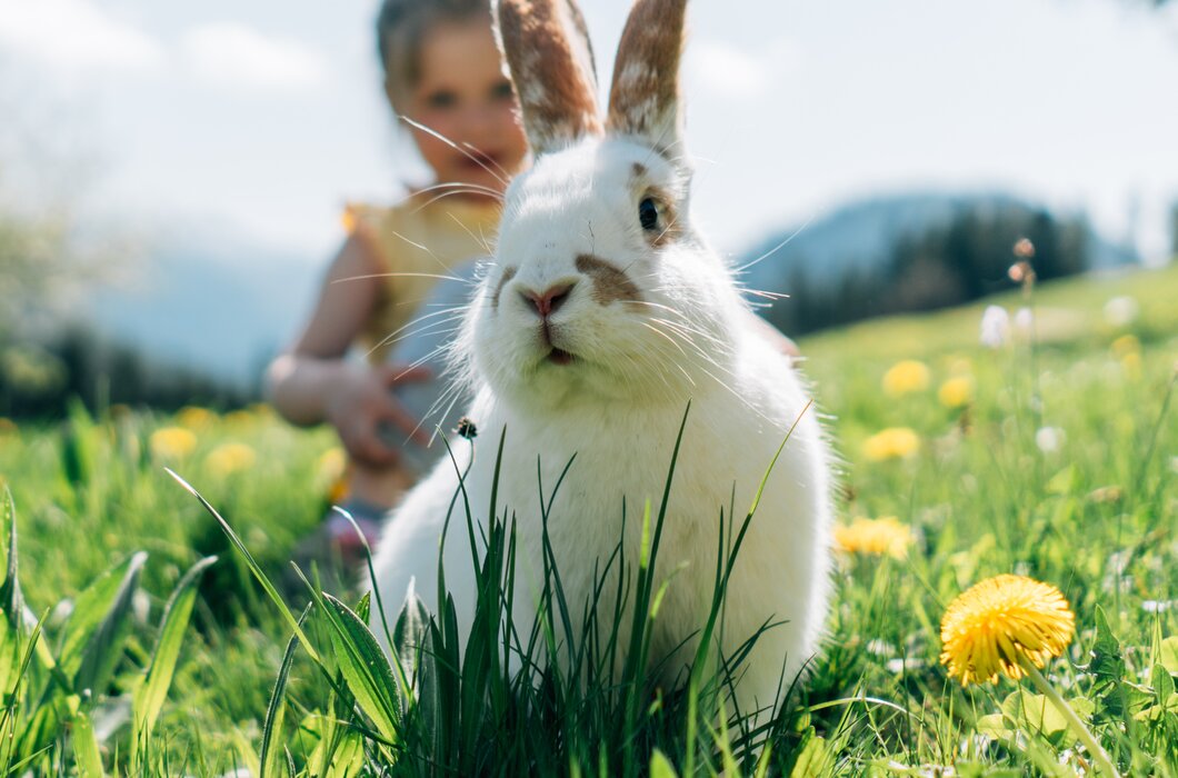 Ein niedlicher weißer Hase sitzt auf einer sonnigen Wiese voller Gras und gelber Blumen. Eine Hand berührt den Hasen vorsichtig. | © Urlaub am Bauernhof / Daniel Gollner 