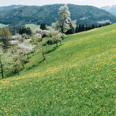 Eine weite grüne Wiese, übersät mit gelben Blumen, liegt vor einem Wald und baumbestandenen Hügeln. Schneebedeckte Berge ragen im Hintergrund auf. | © Urlaub am Bauernhof / Daniel Gollner 