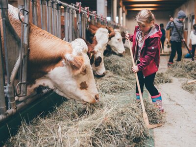 Junge Frau in roter Jacke steht neben Rindern in einem Stall, der mit Heu gefüllt ist. Besucher erkunden die Umgebung in einem ländlichen Gebäude. | © Urlaub am Bauernhof / Daniel Gollner
