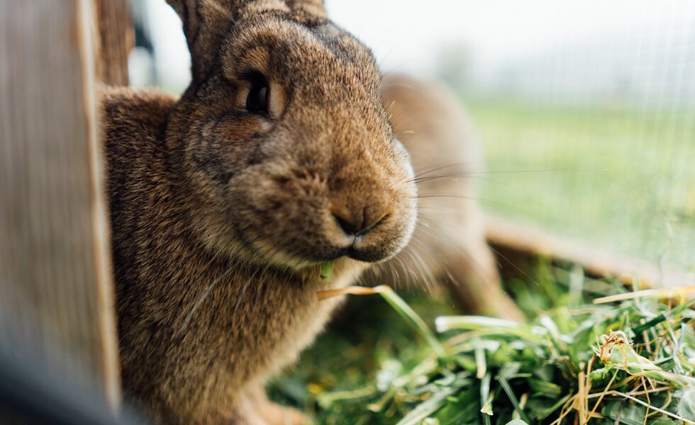 Hase in Stall frisst Gras | © Urlaub am Bauernhof / Daniel Gollner