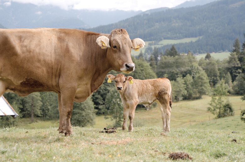 Eine braune Kuh und ihr Kalb grasen auf einer grasbedeckten Wiese vor einem Hintergrund von bewaldeten Bergen. | © Urlaub am Bauernhof Tirol/ Daniel Gollner