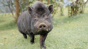 Ein großer, schwarzer Wildschwein-Eber steht auf einer grünen Wiese und blickt direkt in die Kamera. Die raue Natur im Hintergrund lässt ihn als Bewohner der freien Wildnis erscheinen.