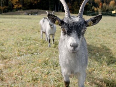Ein Ziegenbock steht in einer Wiese, Blick direkt in die Kamera, mit einem weiteren Ziegen im Hintergrund.