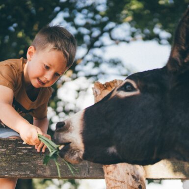 Bub fuettert Esel | © Urlaub am Bauernhof / Daniel Gollner Ein junger Mensch füttert aufmerksam einen Esel auf einem Bauernhof. Der Esel blickt neugierig auf das Kind, das ihm eine Pflanze reicht. Die ländliche Umgebung vermittelt eine friedliche, idyllische Atmosphäre. | © Urlaub am Bauernhof / Daniel Gollner