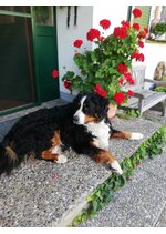 Hofhund Jimmy liegt vor Haustüre | © Urlaub am Bauernhof Österreich / Eller
