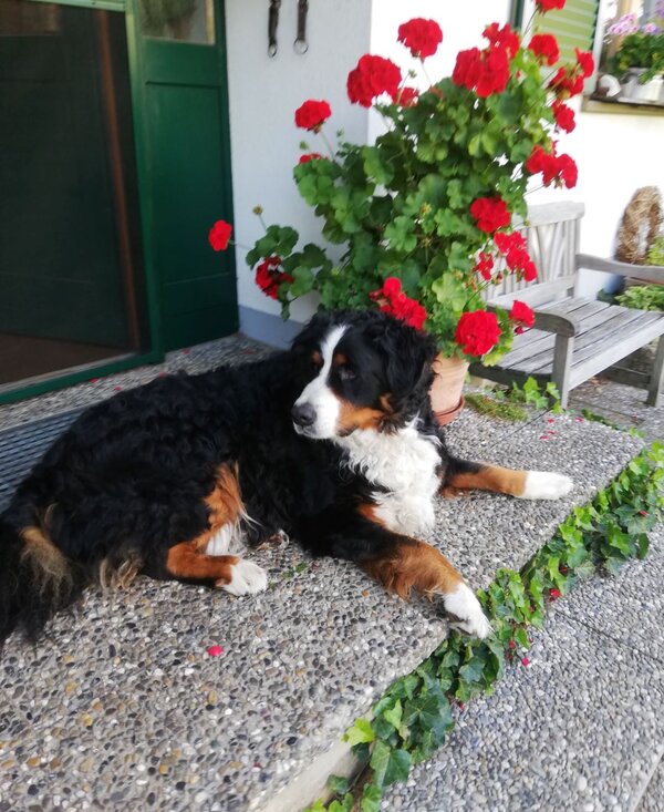 Hofhund Jimmy vor Haustüre | © Urlaub am Bauernhof Österreich / Eller Hofhund Jimmy liegt vor Haustüre | © Urlaub am Bauernhof Österreich / Eller