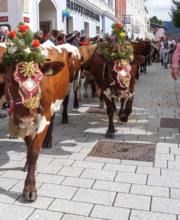 Almabtrieb durch das Ortszentrum | © Urlaub am Bauernhof / Gerhard Liebenberger Almabtrieb durch das Ortszentrum | © Urlaub am Bauernhof / Gerhard Liebenberger