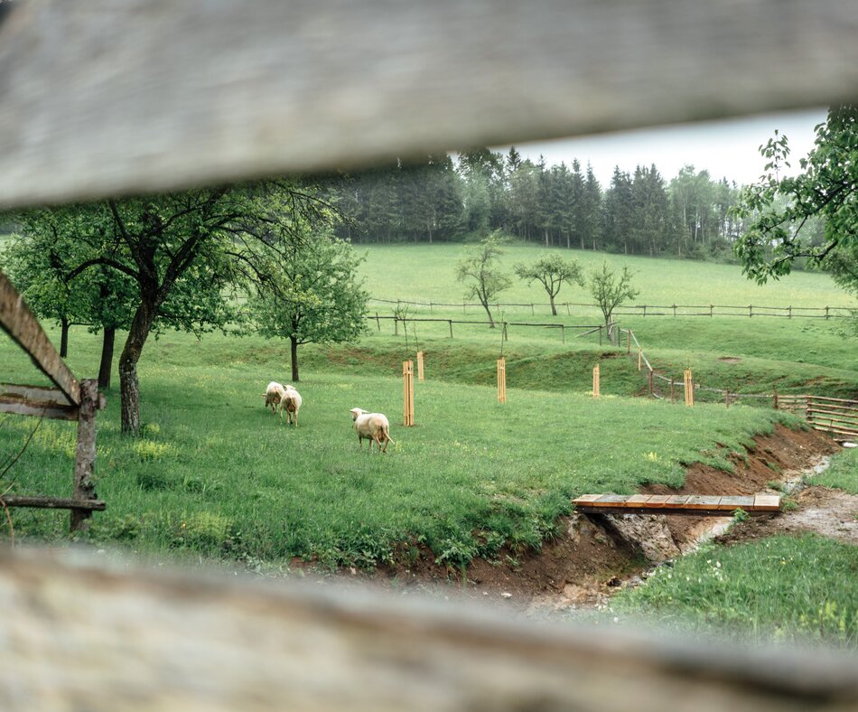 Schafe auf der Wiese - beobachtet durch einen Zaun | © Urlaub am Bauernhof / Daniel Gollner