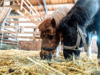 Zwei Ponys im Pferdestall am Einkehrhof Poggau  | © Urlaub am Bauernhof / Daniel Gollner