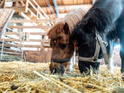 Zwei Ponys im Pferdestall am Einkehrhof Poggau  | © Urlaub am Bauernhof / Daniel Gollner