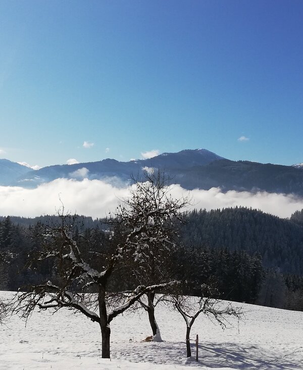 Winterlandschaft | © Steinerhof Obstbäume im Winter | © Steinerhof