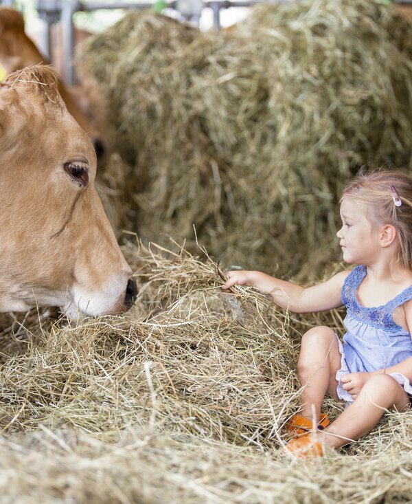 Mädchen mit Kuh | © Urlaub am Bauernhof Oberösterreich / Andreas Hofer Mädchen sitzt vor Kuh im Heu | © Urlaub am Bauernhof Oberösterreich / Andreas Hofer