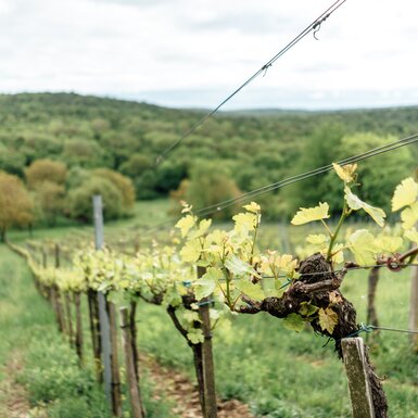 Weinrebe am Traubengarten Winkler | © Urlaub am Bauernhof / Daniel Gollner Weinrebe am Traubengarten Winkler | © Urlaub am Bauernhof / Daniel Gollner