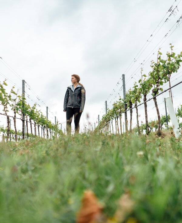 Weinreben aus der Froschperspektive | © Urlaub am Bauernhof / Daniel Gollner Weinreben vom Weingut Wendelin in der Froschperspektive | © Urlaub am Bauernhof / Daniel Gollner