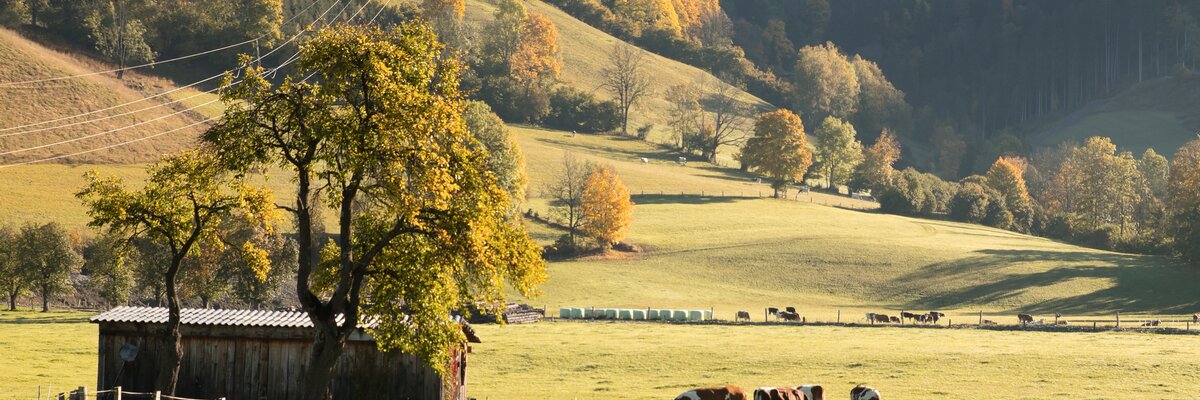 Eine ländliche Szene mit einem Bauernhof, Weiden und herbstlich gefärbten Bäumen vor einem Hintergrund von bewaldeten Hügeln. Die Sonne beleuchtet die Landschaft in warmen Tönen. | © Urlaub am Bauernhof / Punkt und Komma