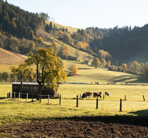 Eine ländliche Szene mit einem Bauernhof, Weiden und herbstlich gefärbten Bäumen vor einem Hintergrund von bewaldeten Hügeln. Die Sonne beleuchtet die Landschaft in warmen Tönen. | © Urlaub am Bauernhof / Punkt und Komma