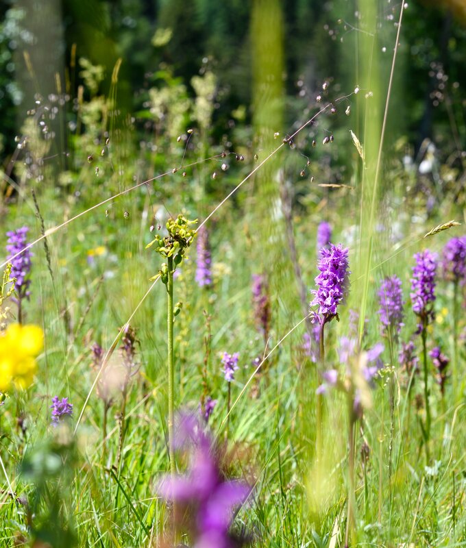 Bunte Blumenwiese mit violetten Lavendelblüten, gelben Blüten und grünen Gräsern, durchzogen von Tau auf Spinnweben. | © Urlaub am Bauernhof / Punkt und Komma
