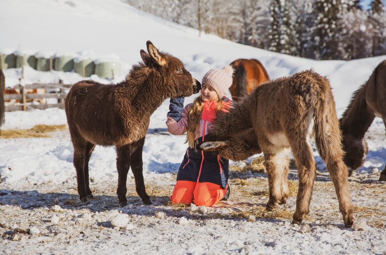 Ein junges Mädchen in winterlicher Kleidung steht inmitten von Miniaturpferden und interagiert mit einem der Tiere auf verschneiter Wiese. | © Urlaub am Bauernhof / Pascal Baronit