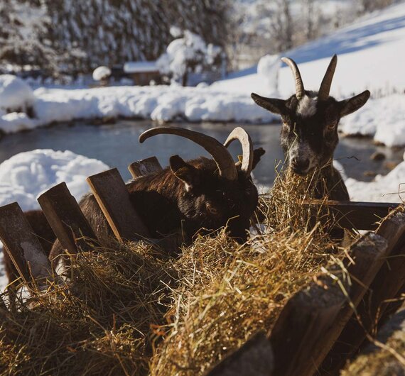 Ziegen fressen Stroh | © Urlaub am Bauernhof / Pascal Baronit Zwei Ziegen auf einem Heuhaufen in winterlicher Berglandschaft. Die Ziegen schauen in die Kamera, im Hintergrund sind verschneite Bäume und ein kleines Gewässer zu sehen. | © Urlaub am Bauernhof / Pascal Baronit