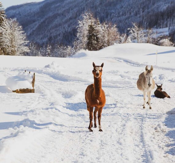 Mehrere Lamas und Esel laufen über eine verschneite Landschaft mit Bäumen und Bergen im Hintergrund. | © Urlaub am Bauernhof / Pascal Baronit