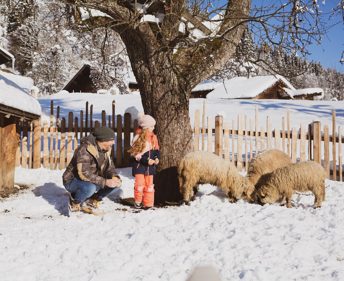 Vater und Tochter bei den Schafen im Schnee | © Urlaub am Bauernhof Österreich / Pascal Baronit Ein verschneites Bauerngehöft mit Schafherde, vor dem zwei Personen im Winteroutfit im Schnee sitzen. Ein alter Laubbaum ragt über der Szene. Ein gemütlicher Wintertag auf dem Land. | © Urlaub am Bauernhof Österreich / Pascal Baronit