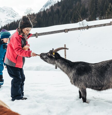 Eine Frau in roter Jacke füttert einen schwarzen Ziegenbock auf verschneiter Berglandschaft, während ein Kind in blauer Winterkleidung neben ihr steht. | © Urlaub am Bauernhof / Punkt und Komma