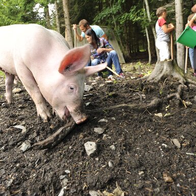 Eine Schweineherde, die von einer Gruppe Menschen beim Buddeln und Erkunden eines Waldes beobachtet wird. Die Umgebung ist natürlich und grün, mit vielen Bäumen und Pflanzen. | © Urlaub am Bauernhof / Ralph Fischbacher