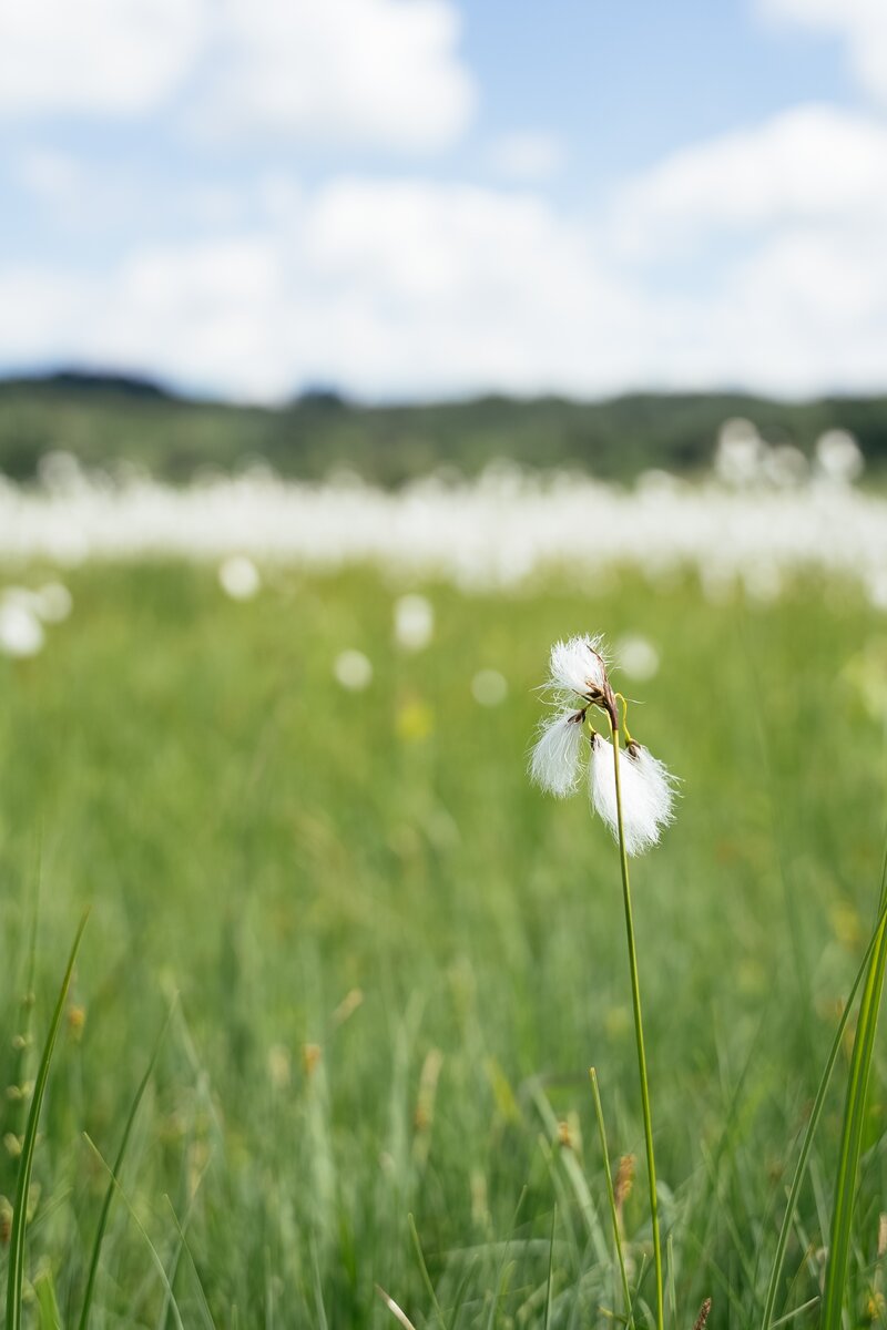 Ein grünes, blühende Wiesenfeld, durchsetzt mit Pusteblumen. Am Horizont sind sanfte Hügel und ein bewölkter Himmel zu erkennen. | © Daniel Gollner / Urlaub am Bauernhof