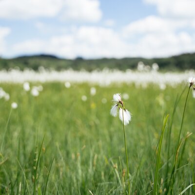 Ein grünes, blühende Wiesenfeld, durchsetzt mit Pusteblumen. Am Horizont sind sanfte Hügel und ein bewölkter Himmel zu erkennen. | © Daniel Gollner / Urlaub am Bauernhof