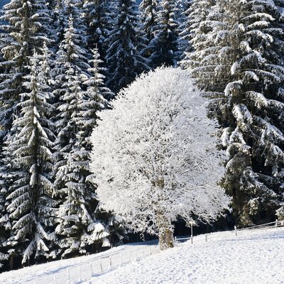 Ein schneebedeckter Wald mit hohen Tannen und einem einzelnen, üppig verschneiten Baum in der Mitte der Landschaft. Auf dem Boden liegt eine dicke Schneedecke. Eine idyllische Winterlandschaft, geprägt von der Ruhe und Schönheit der Natur. | © Urlaub am Bauernhof / Hans Huber