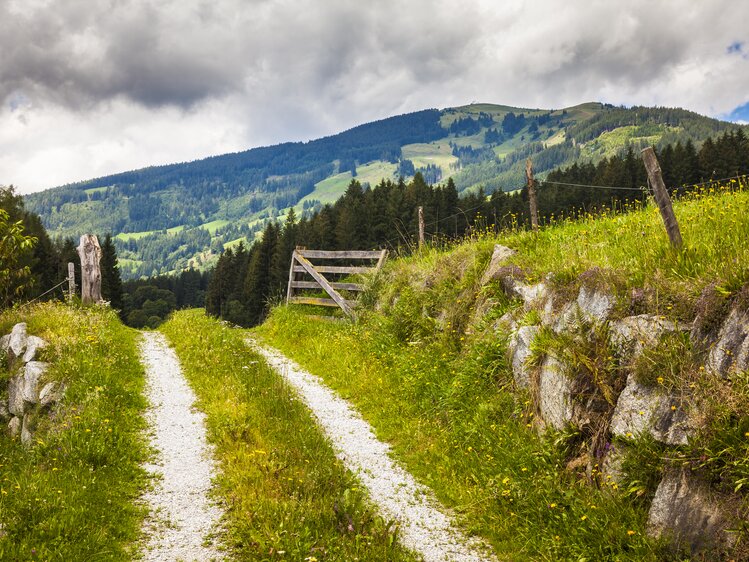 Weg in der Wiese, Nationalpark Hohe Tauern, Salzburger Land | © Urlaub am Bauernhof Salzburger Land / Bernd Suppan