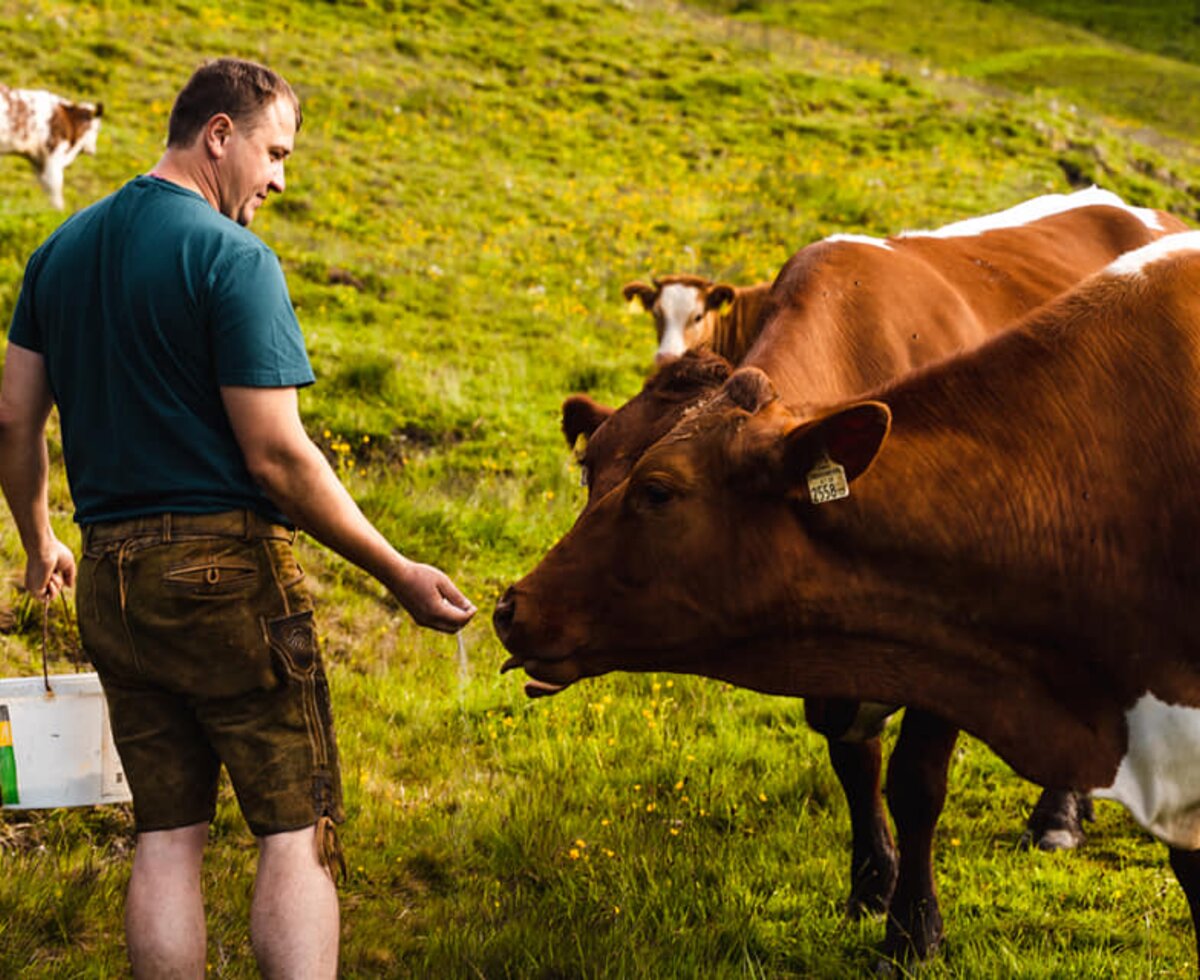 Kühe füttern auf der Alm, Die Schattberger, Salzburger Land | © Die Schattberger